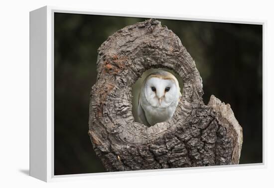 Barn Owl (Tyto Alba), Herefordshire, England, United Kingdom-Janette Hill-Framed Premier Image Canvas