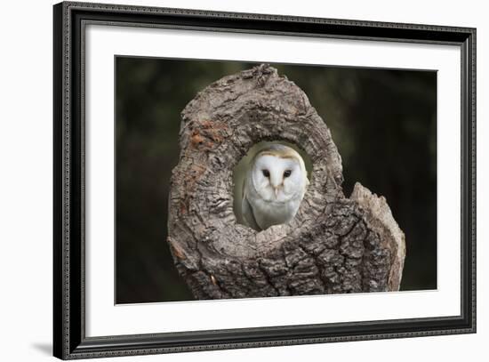 Barn Owl (Tyto Alba), Herefordshire, England, United Kingdom-Janette Hill-Framed Photographic Print