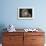 Barn Owl (Tyto Alba), Herefordshire, England, United Kingdom-Janette Hill-Framed Photographic Print displayed on a wall