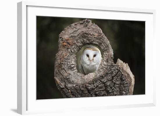 Barn Owl (Tyto Alba), Herefordshire, England, United Kingdom-Janette Hill-Framed Photographic Print