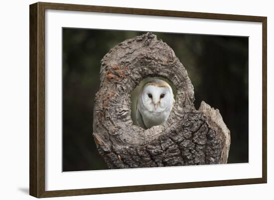 Barn Owl (Tyto Alba), Herefordshire, England, United Kingdom-Janette Hill-Framed Photographic Print