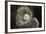 Barn Owl (Tyto Alba), Herefordshire, England, United Kingdom-Janette Hill-Framed Photographic Print