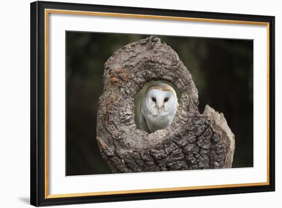 Barn Owl (Tyto Alba), Herefordshire, England, United Kingdom-Janette Hill-Framed Photographic Print