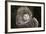 Barn Owl (Tyto Alba), Herefordshire, England, United Kingdom-Janette Hill-Framed Photographic Print