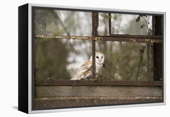 Barn Owl (Tyto Alba), Herefordshire, England, United Kingdom-Janette Hill-Framed Premier Image Canvas