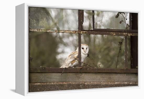 Barn Owl (Tyto Alba), Herefordshire, England, United Kingdom-Janette Hill-Framed Premier Image Canvas