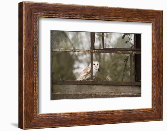 Barn Owl (Tyto Alba), Herefordshire, England, United Kingdom-Janette Hill-Framed Premium Photographic Print