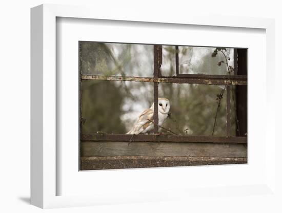Barn Owl (Tyto Alba), Herefordshire, England, United Kingdom-Janette Hill-Framed Premium Photographic Print
