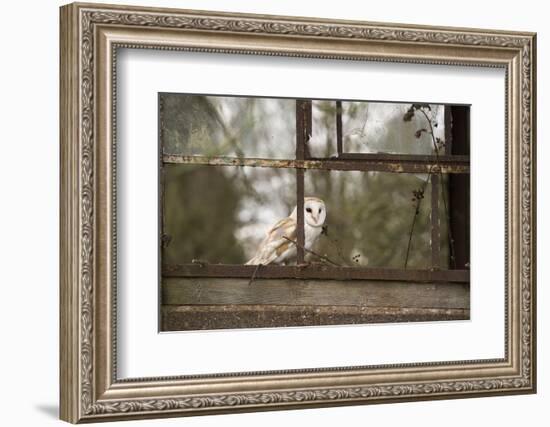 Barn Owl (Tyto Alba), Herefordshire, England, United Kingdom-Janette Hill-Framed Photographic Print