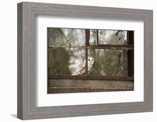 Barn Owl (Tyto Alba), Herefordshire, England, United Kingdom-Janette Hill-Framed Photographic Print