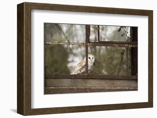 Barn Owl (Tyto Alba), Herefordshire, England, United Kingdom-Janette Hill-Framed Photographic Print