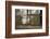 Barn Owl (Tyto Alba), Herefordshire, England, United Kingdom-Janette Hill-Framed Photographic Print