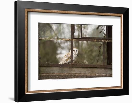 Barn Owl (Tyto Alba), Herefordshire, England, United Kingdom-Janette Hill-Framed Photographic Print