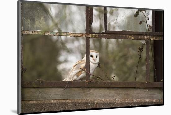 Barn Owl (Tyto Alba), Herefordshire, England, United Kingdom-Janette Hill-Mounted Photographic Print
