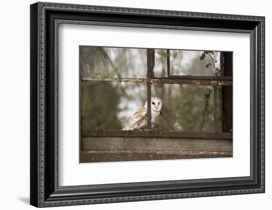 Barn Owl (Tyto Alba), Herefordshire, England, United Kingdom-Janette Hill-Framed Photographic Print