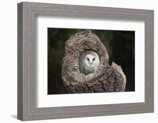 Barn Owl (Tyto Alba), Herefordshire, England, United Kingdom-Janette Hill-Framed Photographic Print