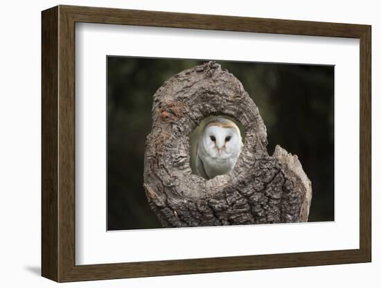 Barn Owl (Tyto Alba), Herefordshire, England, United Kingdom-Janette Hill-Framed Photographic Print