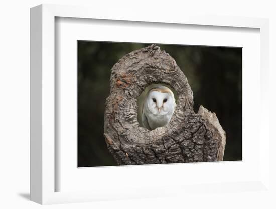 Barn Owl (Tyto Alba), Herefordshire, England, United Kingdom-Janette Hill-Framed Photographic Print