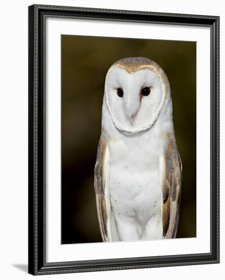 Barn Owl (Tyto Alba) in Captivity, Arizona Sonora Desert Museum, Tucson, Arizona, USA-James Hager-Framed Photographic Print