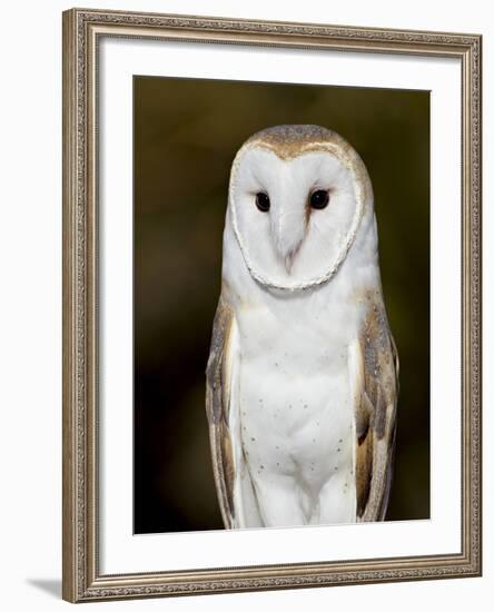 Barn Owl (Tyto Alba) in Captivity, Arizona Sonora Desert Museum, Tucson, Arizona, USA-James Hager-Framed Photographic Print