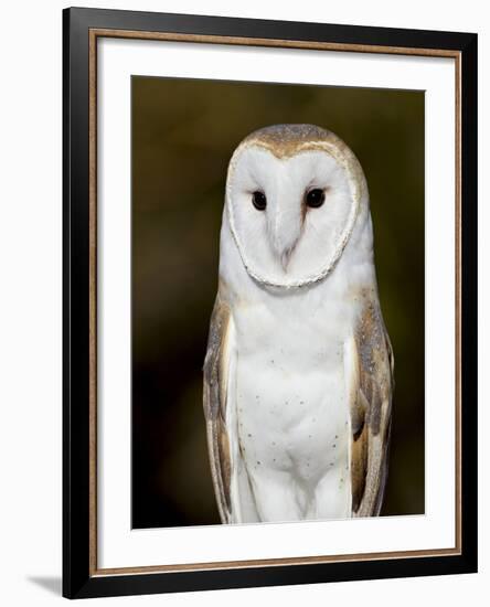 Barn Owl (Tyto Alba) in Captivity, Arizona Sonora Desert Museum, Tucson, Arizona, USA-James Hager-Framed Photographic Print