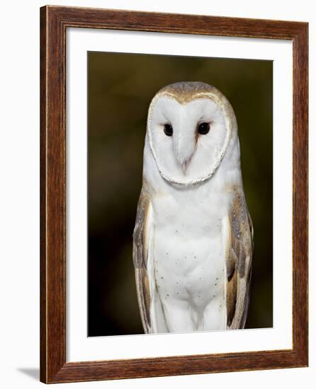 Barn Owl (Tyto Alba) in Captivity, Arizona Sonora Desert Museum, Tucson, Arizona, USA-James Hager-Framed Photographic Print