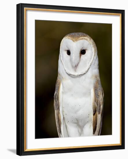 Barn Owl (Tyto Alba) in Captivity, Arizona Sonora Desert Museum, Tucson, Arizona, USA-James Hager-Framed Photographic Print