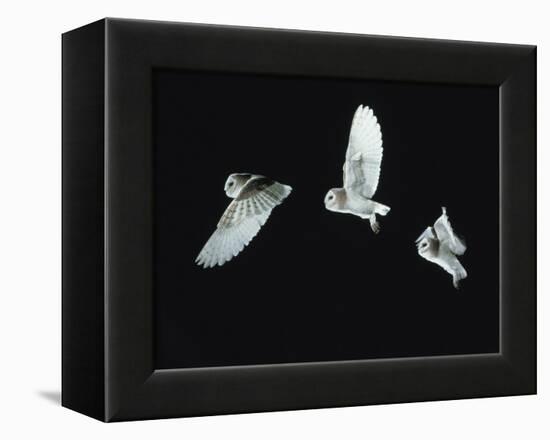 Barn Owl (Tyto Alba) in Flight. Time-Lapse. Captive, UK-null-Framed Premier Image Canvas