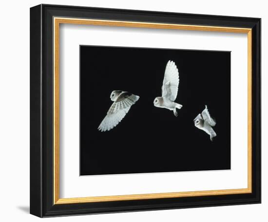 Barn Owl (Tyto Alba) in Flight. Time-Lapse. Captive, UK-null-Framed Photographic Print