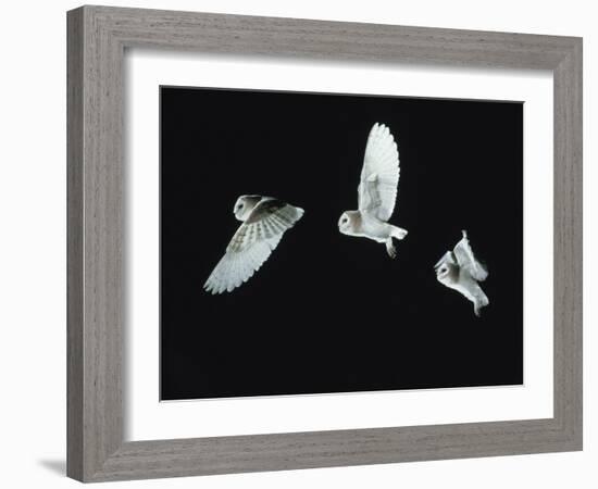 Barn Owl (Tyto Alba) in Flight. Time-Lapse. Captive, UK-null-Framed Photographic Print