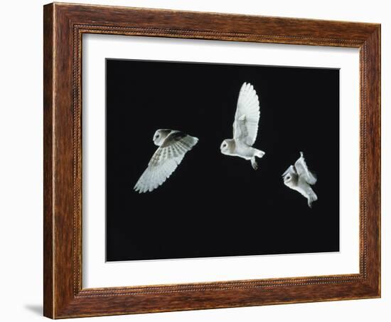 Barn Owl (Tyto Alba) in Flight. Time-Lapse. Captive, UK-null-Framed Photographic Print