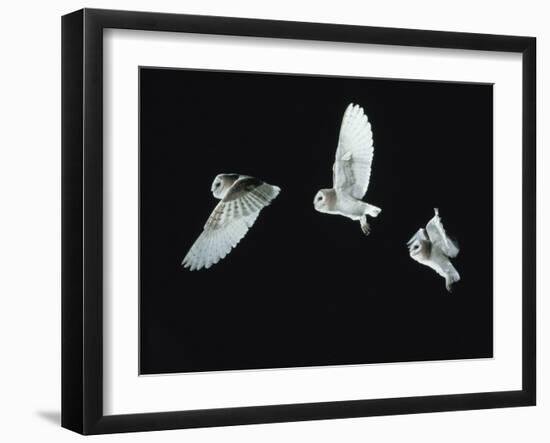 Barn Owl (Tyto Alba) in Flight. Time-Lapse. Captive, UK-null-Framed Photographic Print