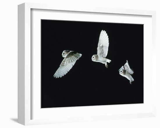 Barn Owl (Tyto Alba) in Flight. Time-Lapse. Captive, UK-null-Framed Photographic Print