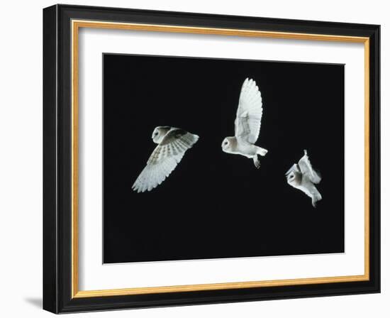 Barn Owl (Tyto Alba) in Flight. Time-Lapse. Captive, UK-null-Framed Photographic Print