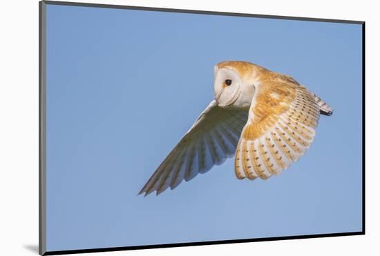 Barn Owl (Tyto Alba), Northumberland, United Kingdom, Europe-David Gibbon-Mounted Photographic Print