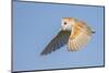 Barn Owl (Tyto Alba), Northumberland, United Kingdom, Europe-David Gibbon-Mounted Photographic Print