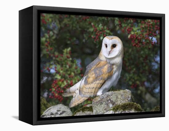 Barn Owl (Tyto Alba), on Dry Stone Wall with Hawthorn Berries in Late Summer, Captive, England-Steve & Ann Toon-Framed Premier Image Canvas