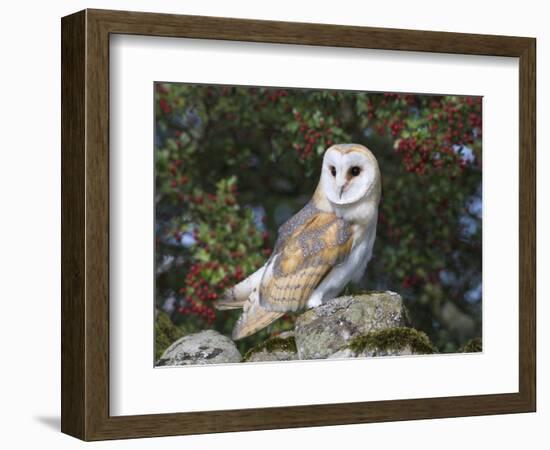 Barn Owl (Tyto Alba), on Dry Stone Wall with Hawthorn Berries in Late Summer, Captive, England-Steve & Ann Toon-Framed Photographic Print