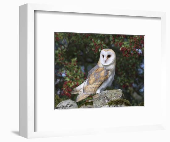 Barn Owl (Tyto Alba), on Dry Stone Wall with Hawthorn Berries in Late Summer, Captive, England-Steve & Ann Toon-Framed Photographic Print