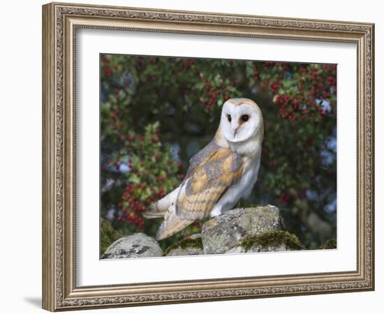 Barn Owl (Tyto Alba), on Dry Stone Wall with Hawthorn Berries in Late Summer, Captive, England-Steve & Ann Toon-Framed Photographic Print