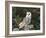 Barn Owl (Tyto Alba), on Dry Stone Wall with Hawthorn Berries in Late Summer, Captive, England-Steve & Ann Toon-Framed Photographic Print