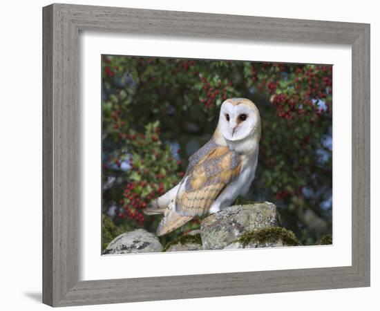 Barn Owl (Tyto Alba), on Dry Stone Wall with Hawthorn Berries in Late Summer, Captive, England-Steve & Ann Toon-Framed Photographic Print