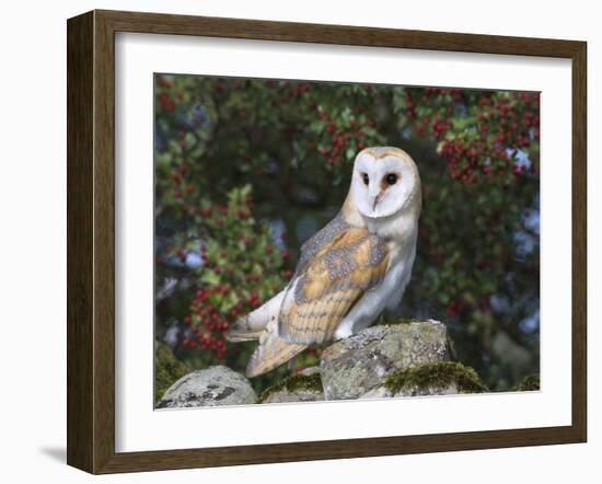 Barn Owl (Tyto Alba), on Dry Stone Wall with Hawthorn Berries in Late Summer, Captive, England-Steve & Ann Toon-Framed Photographic Print
