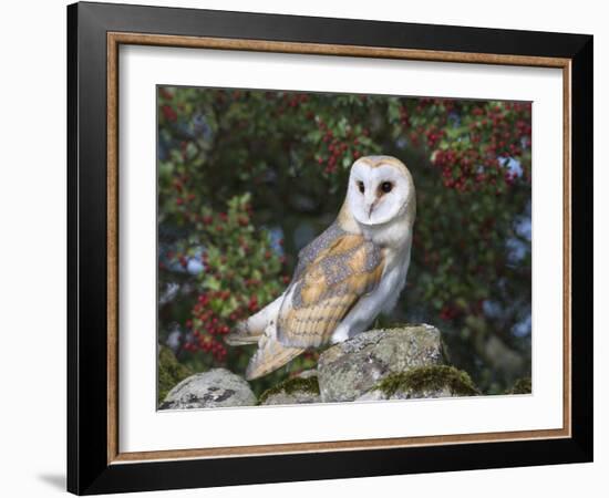 Barn Owl (Tyto Alba), on Dry Stone Wall with Hawthorn Berries in Late Summer, Captive, England-Steve & Ann Toon-Framed Photographic Print