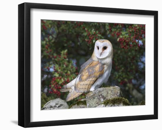Barn Owl (Tyto Alba), on Dry Stone Wall with Hawthorn Berries in Late Summer, Captive, England-Steve & Ann Toon-Framed Photographic Print