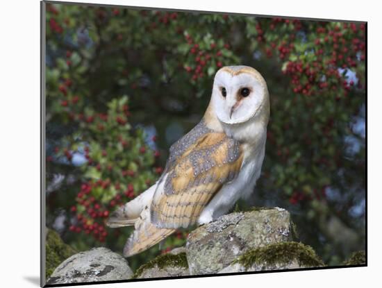Barn Owl (Tyto Alba), on Dry Stone Wall with Hawthorn Berries in Late Summer, Captive, England-Steve & Ann Toon-Mounted Photographic Print