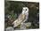 Barn Owl (Tyto Alba), on Dry Stone Wall with Hawthorn Berries in Late Summer, Captive, England-Steve & Ann Toon-Mounted Photographic Print
