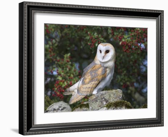 Barn Owl (Tyto Alba), on Dry Stone Wall with Hawthorn Berries in Late Summer, Captive, England-Steve & Ann Toon-Framed Photographic Print