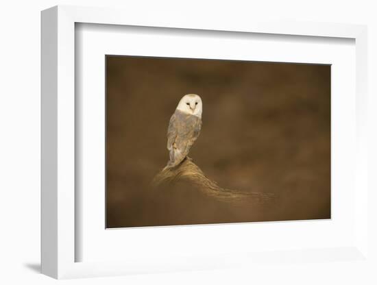 Barn owl (Tyto alba) perched on fallen log, United Kingdom, Europe-Kyle Moore-Framed Photographic Print