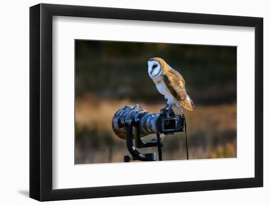 Barn Owl (Tyto Alba) Sitting on a Camera-Don Mammoser-Framed Photographic Print